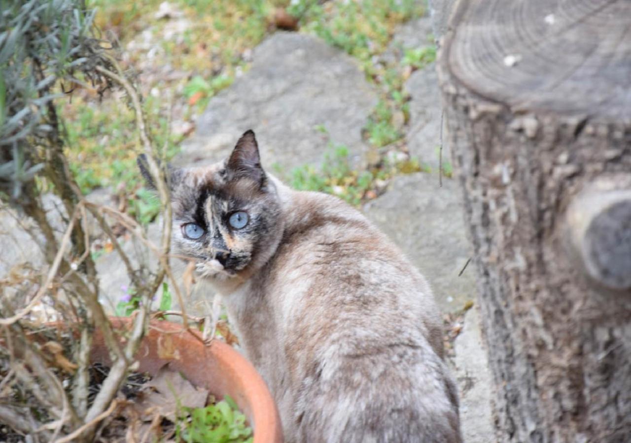 Bed & Breakfast Domaine De La Cote Aux Chats Montieramey