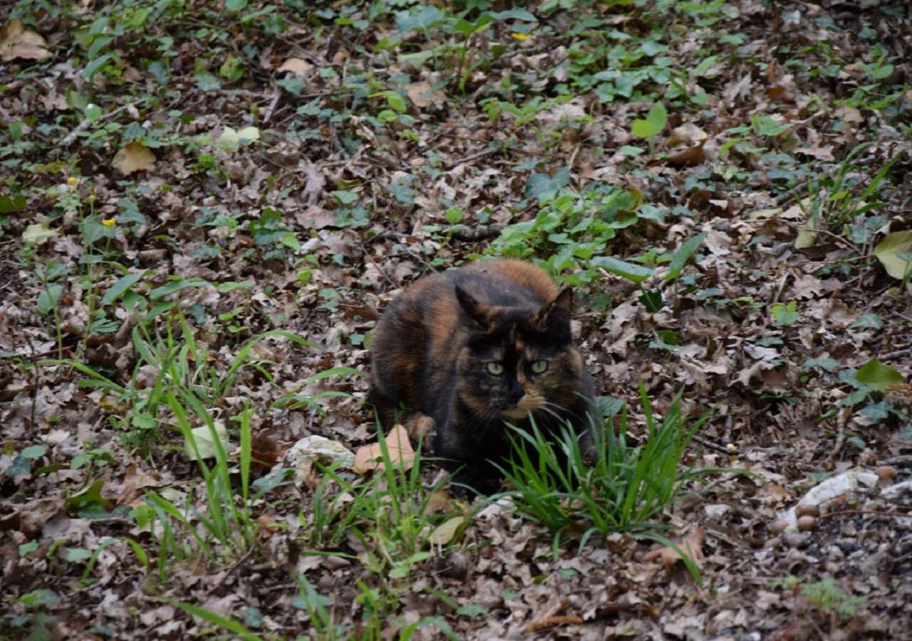 Domaine De La Cote Aux Chats Bed & Breakfast Montieramey